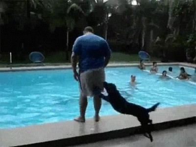 perro,comportar,troll,piscina