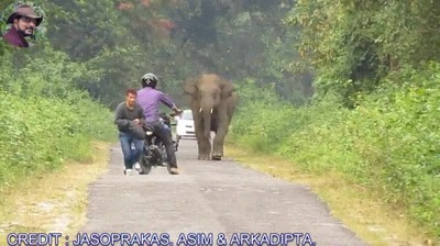 elefantes,animales,tranquilos,cabrear