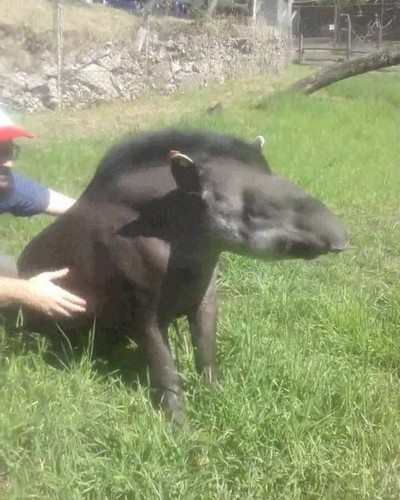 aguantar,mimos,rendido,pies