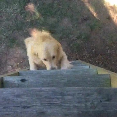perro,aprender,subir,escaleras,detener