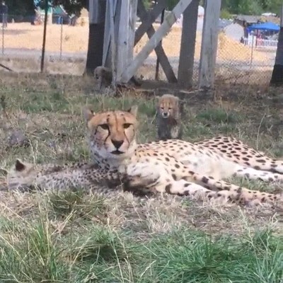 intentar,hacer,ataque,ninja,madre