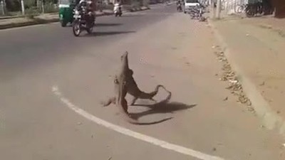 apasionado,lucha,geckos,chistes