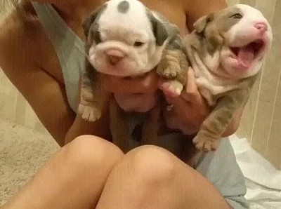 cachorros,perros,adorables,a mi me daban dos