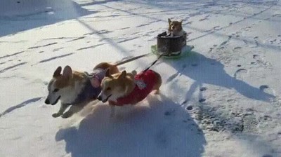 perros,disfrutar,primer,d&iacute;a,nieve,temporada