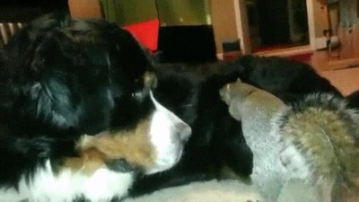 ardilla,intentar,esconder,nuez,perro