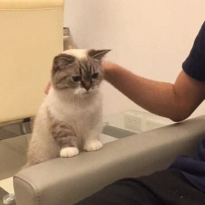 gatos,pedir,respeto,mimos