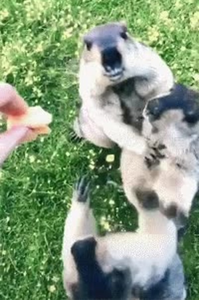 colegas,abrir,paquete,chicles,clase