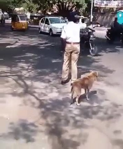 policia,ayudar,perro,cruzar,calle