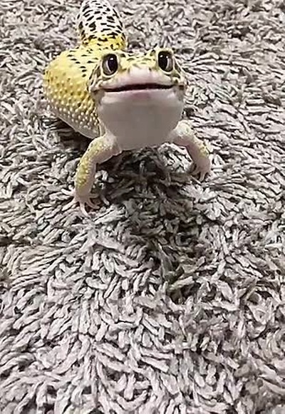 cara,gecko,desayuno