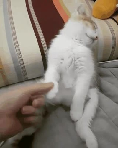 max,despierta,hora,trabajo