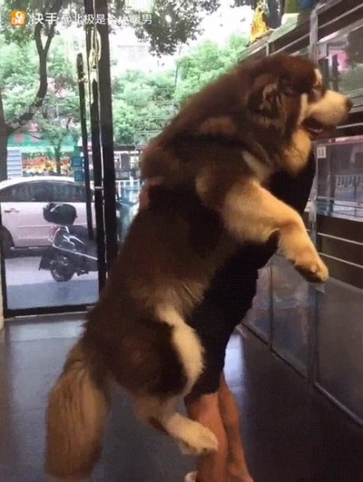 perros,comportar,cachorro,peso