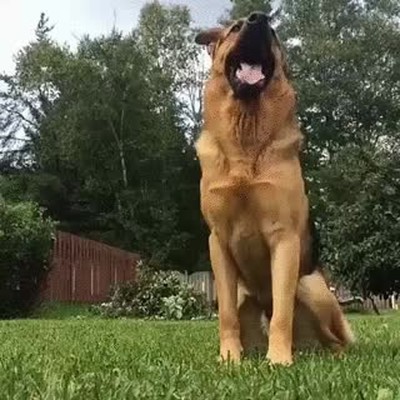 reacci&oacute;n,novia,selfie
