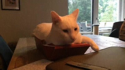 intentar,pantalones,a&ntilde;o pasado,gato,fail