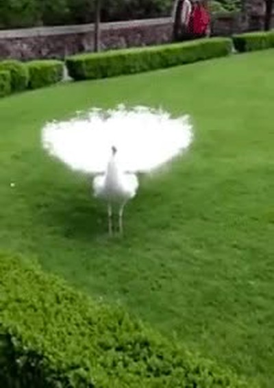 pasar,delante,chica,gustar