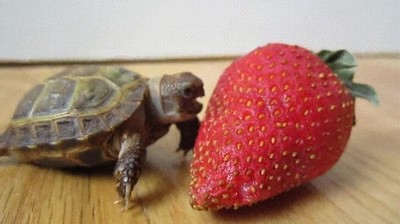 mejores,cosas,vida,tortuga,f&aacute;ciles