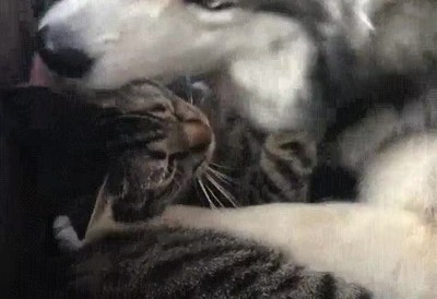 novio,perro,gato,pasarse,cari&ntilde;oso