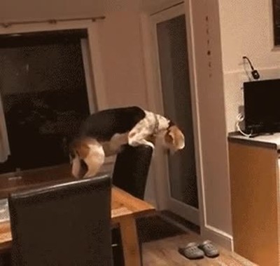 perro,utilizar,trucos,llegar