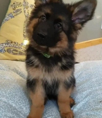 reacci&oacute;n,cara,perro,subir,sueldo