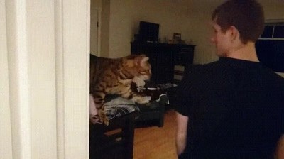 gatos,pedir,atenci&oacute;n