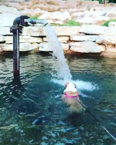 primera vez,spa,gimnasio,perro