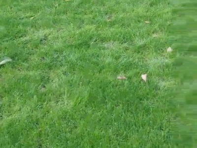 pasatiempo,favorito,perro,jardin,pelota,mirar