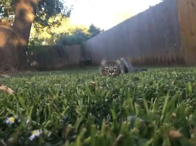 gato,tumbado,ataque,velocidad de la luz