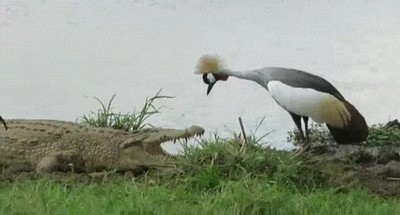 aves,miedo,nada,vida,cocodrilo