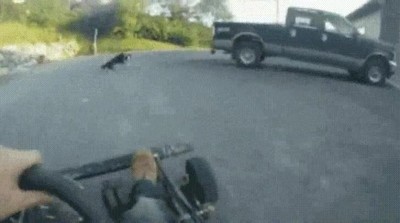 perros,velocidad,luz,correr