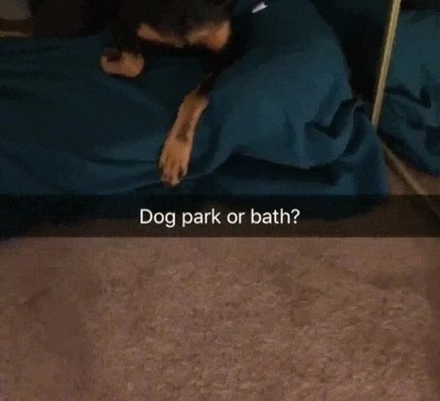 perro,parque,baño,reaccionar,orejas