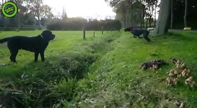 salto,perro,calcular,mal,distancia