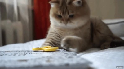 gato,alucinar,funcionamiento,fidget spinner