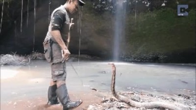 peligroso,beso,serpiente,veneno