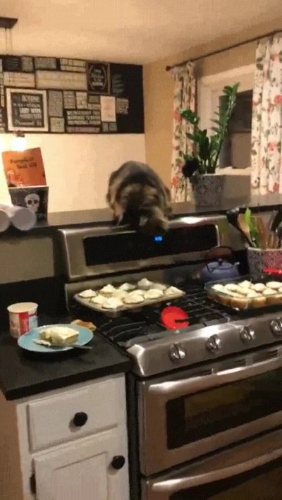 conformar,poco,vida,comida