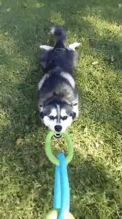 cansado,jugar,perro,rendir,f&aacute;cilmente