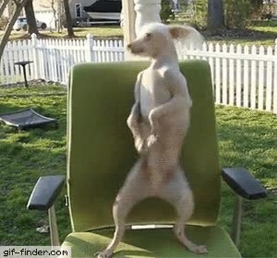 perros,bailar,viernes,madrugada