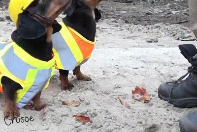 primer,d&iacute;a,dos,perros,nuevo,trabajo