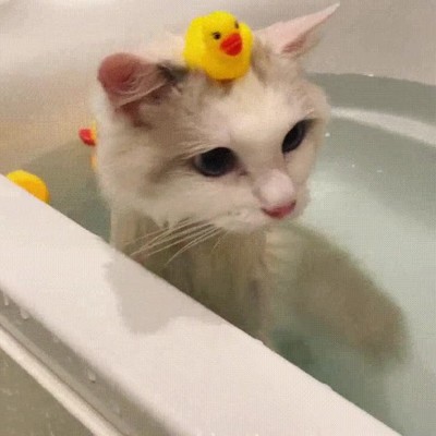 Enlace a ¿Alguien ha visto dónde he puesto el otro pato?