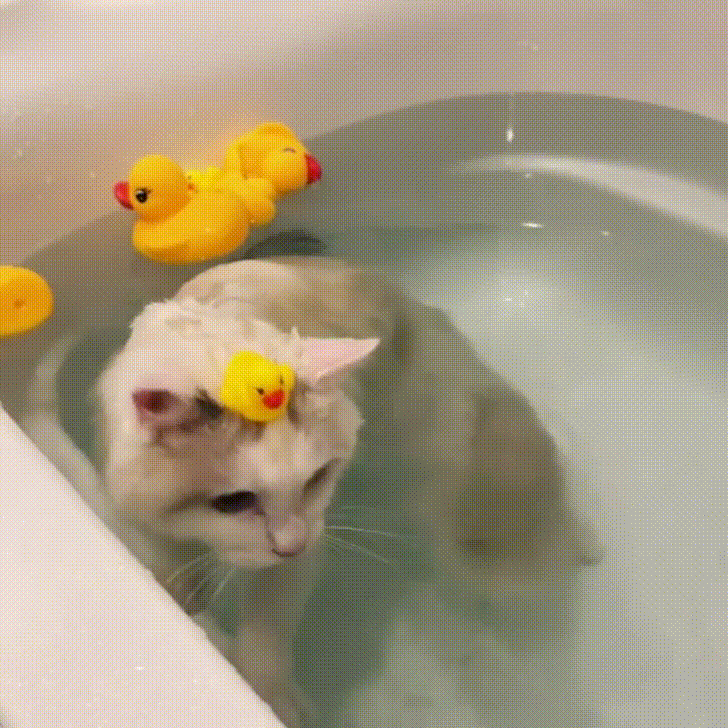 alguien,bañera,pato,ver