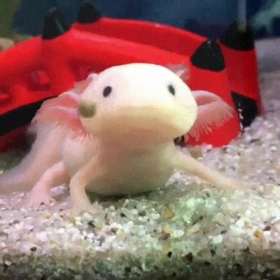 lag,reaccionar,tarde,bajo el agua