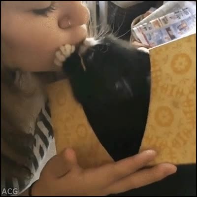 recibir,gato,buenos días