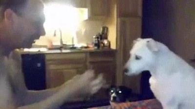 perro,confundido,truco de magia