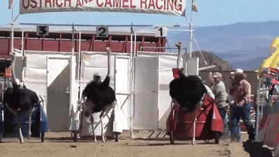 carreras,avestruces,carruaje