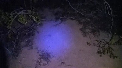 encontrar,escorpion,luz