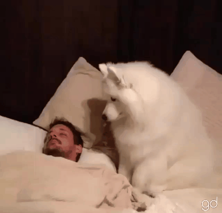 despertador,mejor,perro
