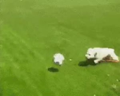 perro,futbolista,profesional,vida,pasada