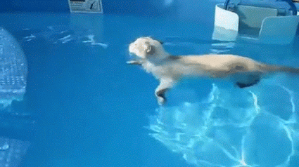 gato,nadar,perro,piscina