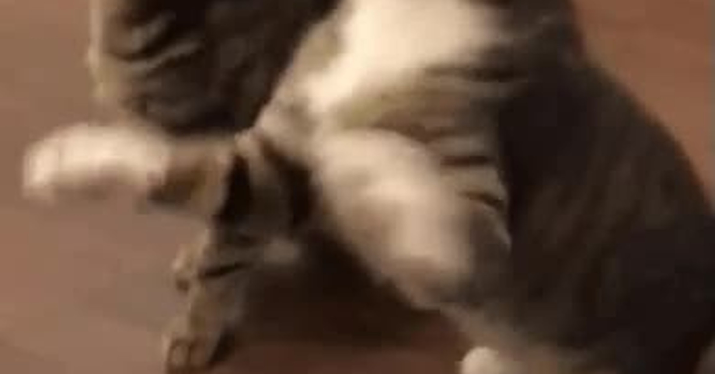 Cuánta Fauna > Gato.exe ha dejado”></p>
<p>Cuánta Fauna > Gato.exe ha dejado de funcionar</p>
<p></center></br></p>
<p><center><img decoding=