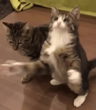 gato,dejar,funcionar,wtf