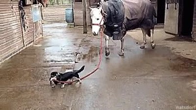 perro,sacar,pasear,caballo,mundo,loco