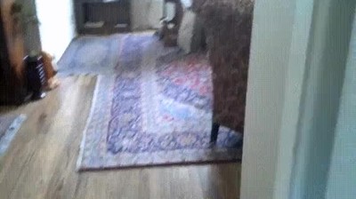 esconder,perro,casa